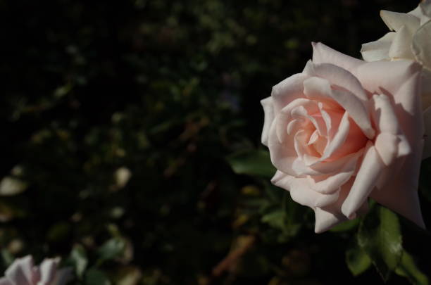 istock Rose 