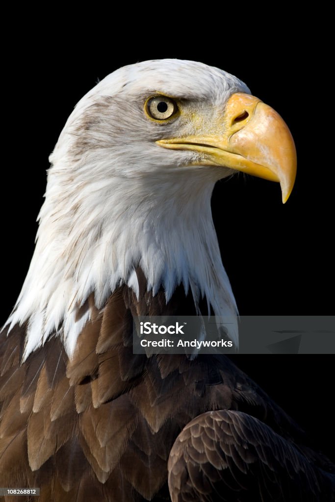 Wunderschöne Weißkopfseeadler Eagle - Lizenzfrei Adler Stock-Foto