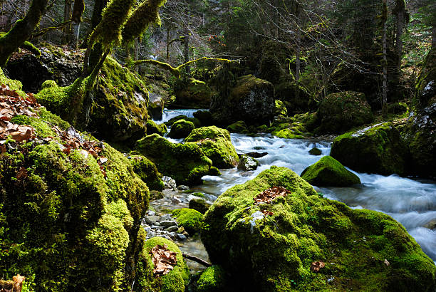 bosque bewitched con flujo de corriente de agua - flowing water stream moss river fotografías e imágenes de stock