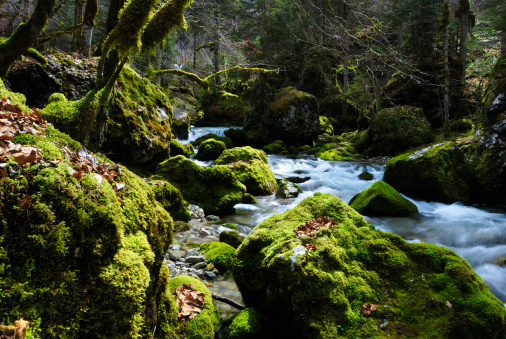 A tranquil stream flows through a mossy forest.