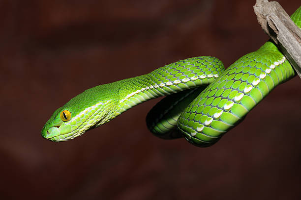 White-Lipped Tree Viper Snake - Juvenile stock photo