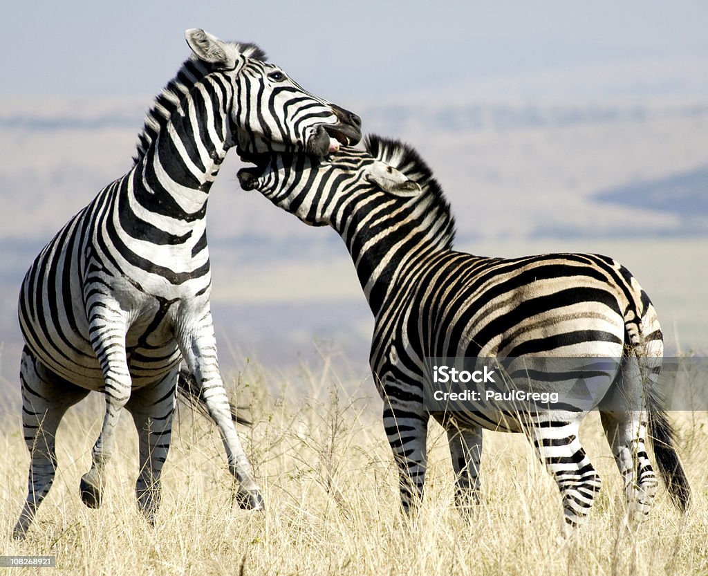 Zebras lucha - Foto de stock de KwaZulu-Natal libre de derechos