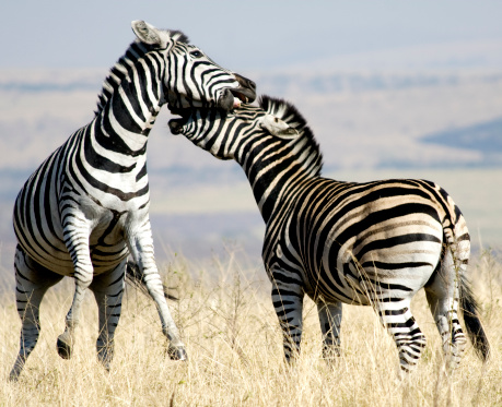 Group of zebras showing their stripe and how they can distract an attacking predator in the open land in the Okavango Delta in Botswana