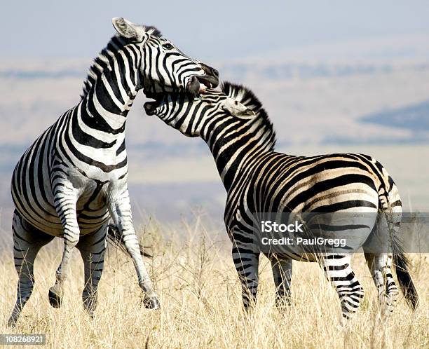 Foto de Zebras Luta e mais fotos de stock de Kwazulu-Natal - Kwazulu-Natal, Brigar, Parque Hluhluwe Umfolozi