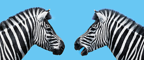 Zebras in conversation stock photo