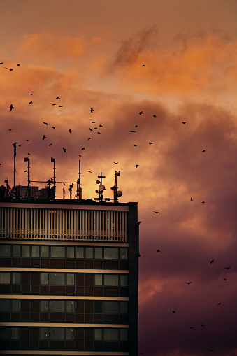 A sinister looking old skyscraper with flock of birds preying on the antennas.