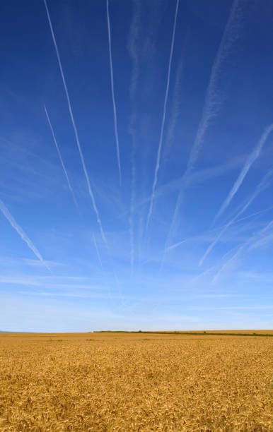 Plane trails over Wheat Field stock photo