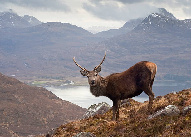 istock Scottish highlands, wild stag 108269079