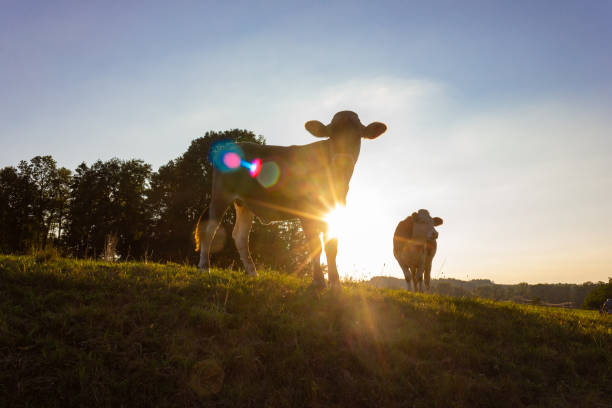 istock allgau cows at sunset with beams 1082691740