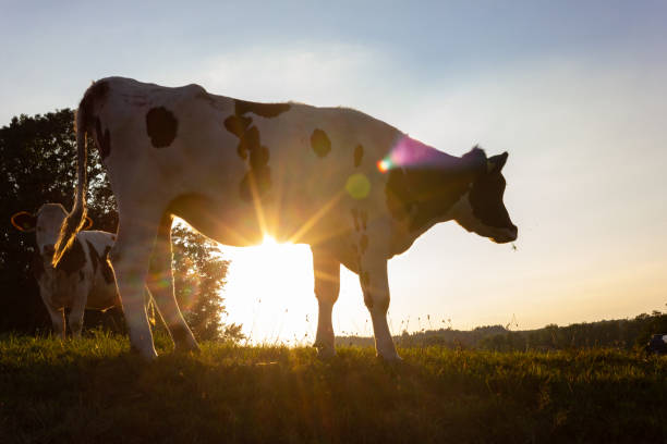 istock allgau cows at sunset with beams 1082693010