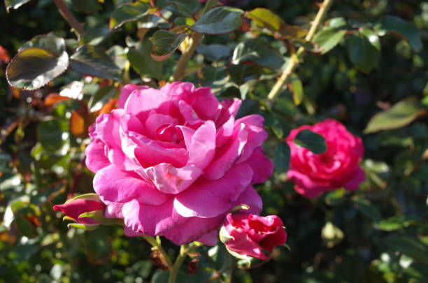 istock Rose 
