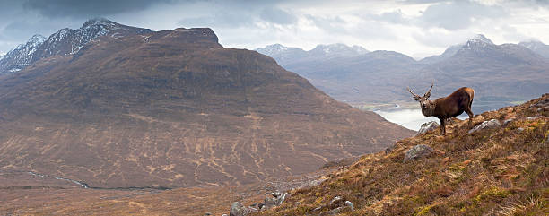 istock XXXL Scottish Highlands, Wild Stag 108269357