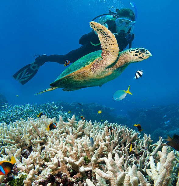 persona le immersioni nei pressi di sea turtle, grande barriera corallina - photography teenagers only vertical teenager foto e immagini stock