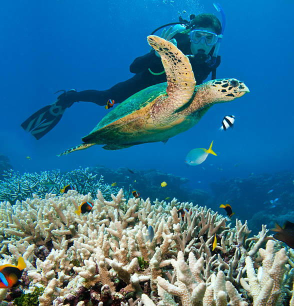 Person Scuba Diving Near Sea Turtle, Great Barrier Reef  great barrier reef photos stock pictures, royalty-free photos & images