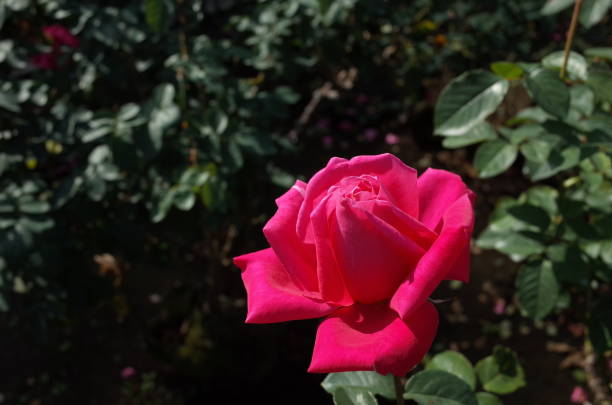 istock Rose 