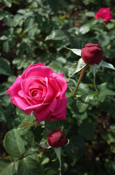 istock Rose 