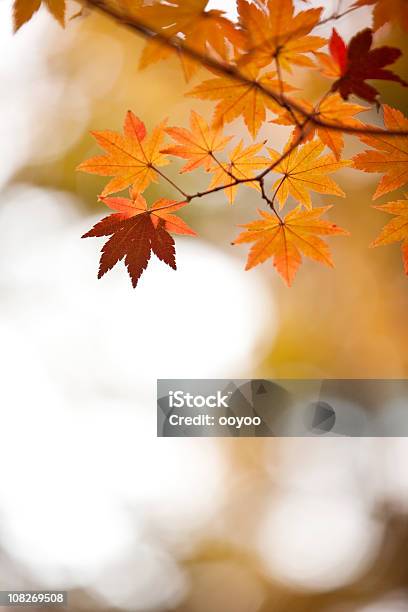 Herbstmuster Stockfoto und mehr Bilder von Ahornblatt - Ahornblatt, Ast - Pflanzenbestandteil, Farbbild