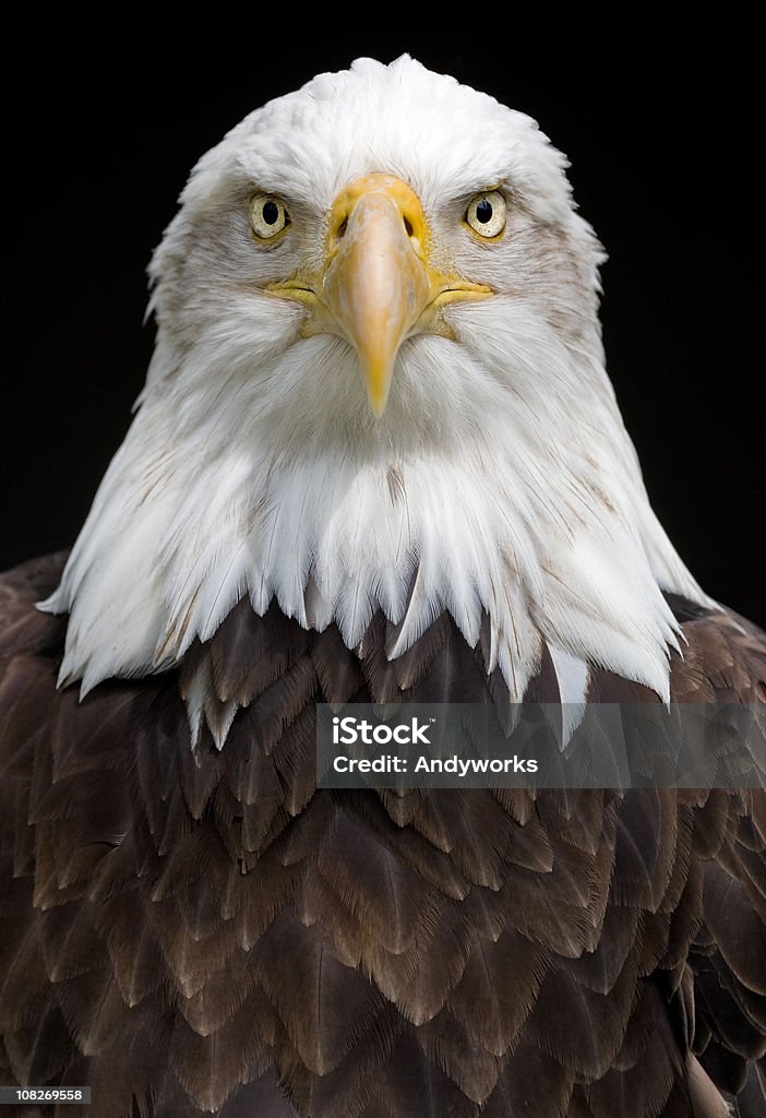 Bald Eagle (Haliaeetus leucocephalus) - Lizenzfrei Adler Stock-Foto