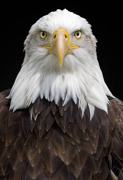 bald eagle (haliaeetus leucocephalus) - north america bald eagle portrait vertical foto e immagini stock