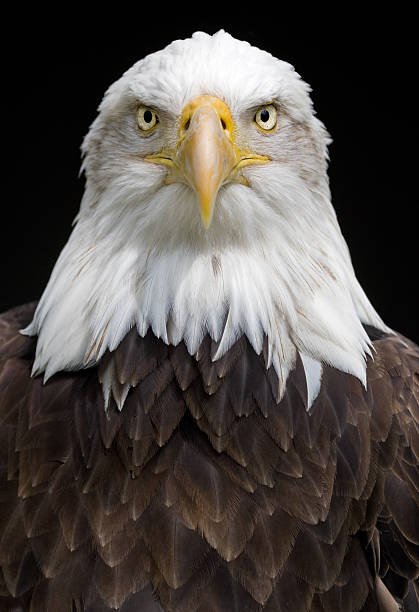 águia (haliaeetus leucocephalus) - north america bald eagle portrait vertical - fotografias e filmes do acervo