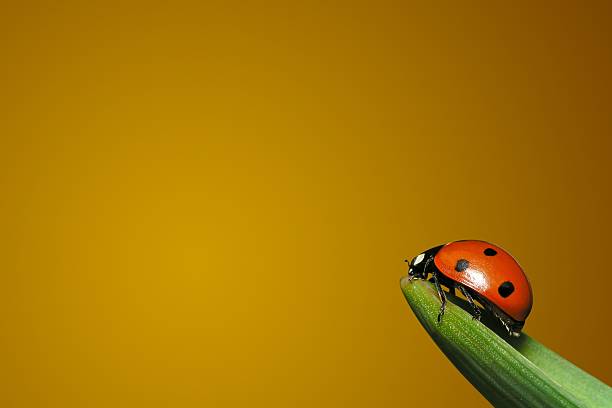 Ladybug on Leaf  seven spot ladybird stock pictures, royalty-free photos & images