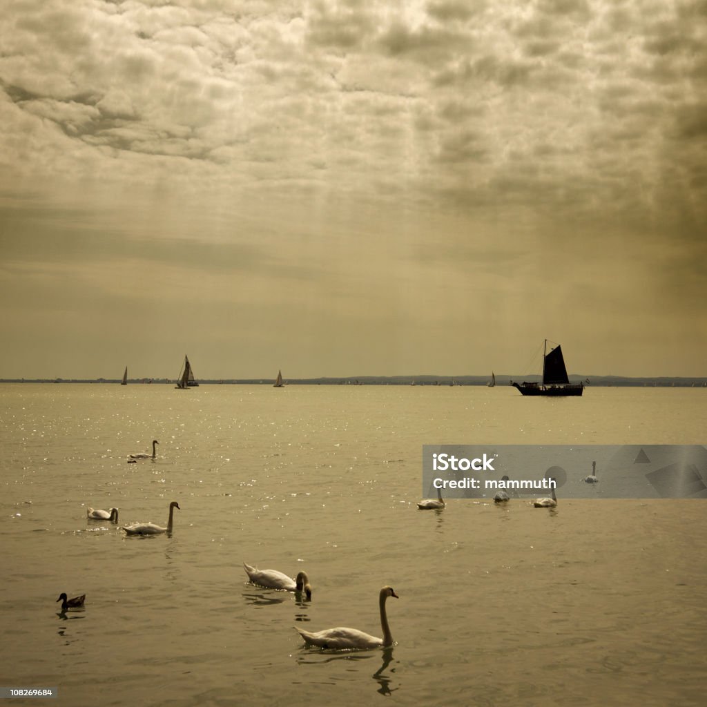 Swans lake  Animal Themes Stock Photo