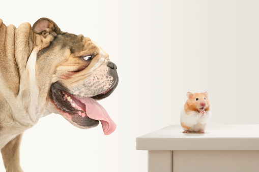 Feeling trapped... perhaps vulnerable? You can try and ignore the situation or pray. Small rodent trapped by large brutish bulldog.

[url=http://www.istockphoto.com/file_search.php?action=file&lightboxID=9321935] [img]http://www.primarypicture.com/iStock/IS_Dog.jpg[/img][/url]