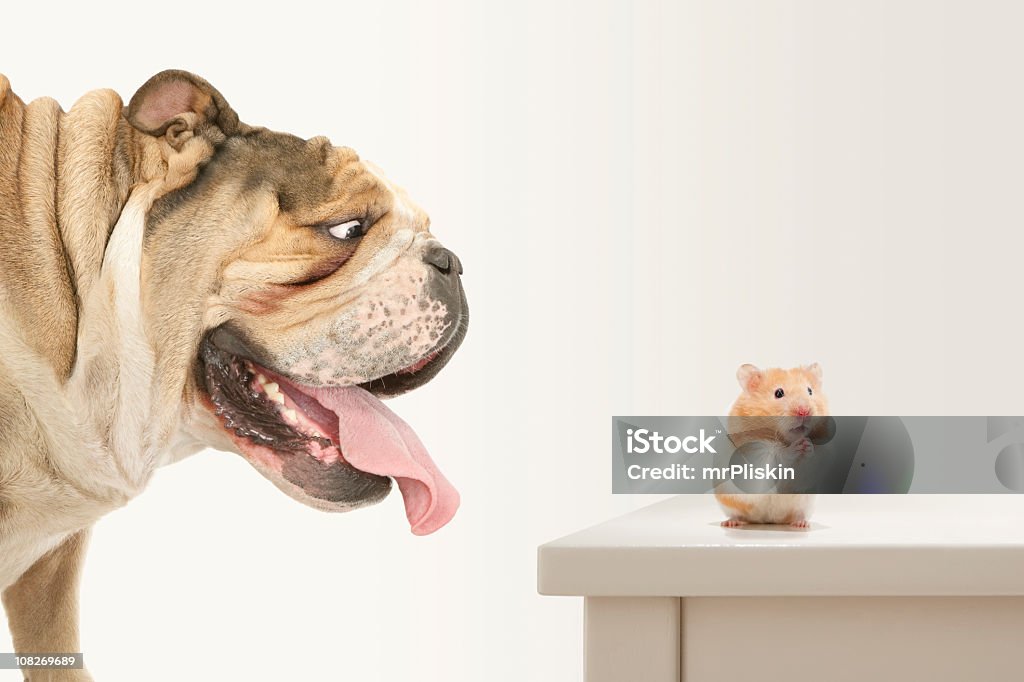 Problems! Hamster trapped by Bulldog prays for help Feeling trapped... perhaps vulnerable? You can try and ignore the situation or pray. Small rodent trapped by large brutish bulldog.

[url=http://www.istockphoto.com/file_search.php?action=file&lightboxID=9321935] [img]http://www.primarypicture.com/iStock/IS_Dog.jpg[/img][/url] Hamster Stock Photo