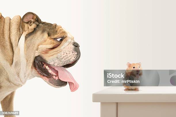 Problems Hamster Trapped By Bulldog Prays For Help Stock Photo - Download Image Now