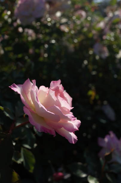 istock Rose 
