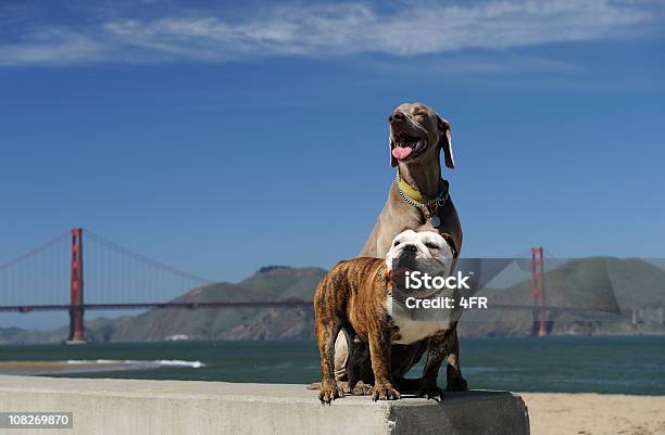 Beste Freunde Stockfoto und mehr Bilder von Hund - Hund, San Francisco, Golden Gate Bridge