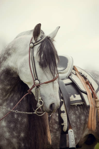 profil von einem andalusischen stallion - horse andalusia saddle gray stock-fotos und bilder