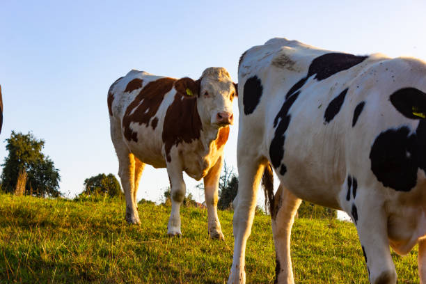 istock allgau cows at sunset with blue sky 1082699670