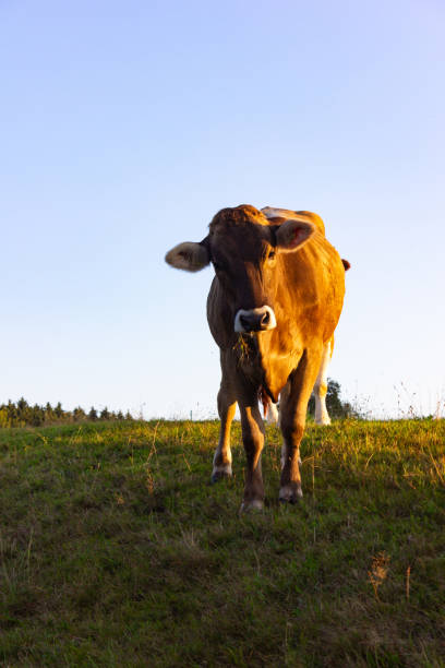 istock allgau cows at sunset with blue sky 1082699870