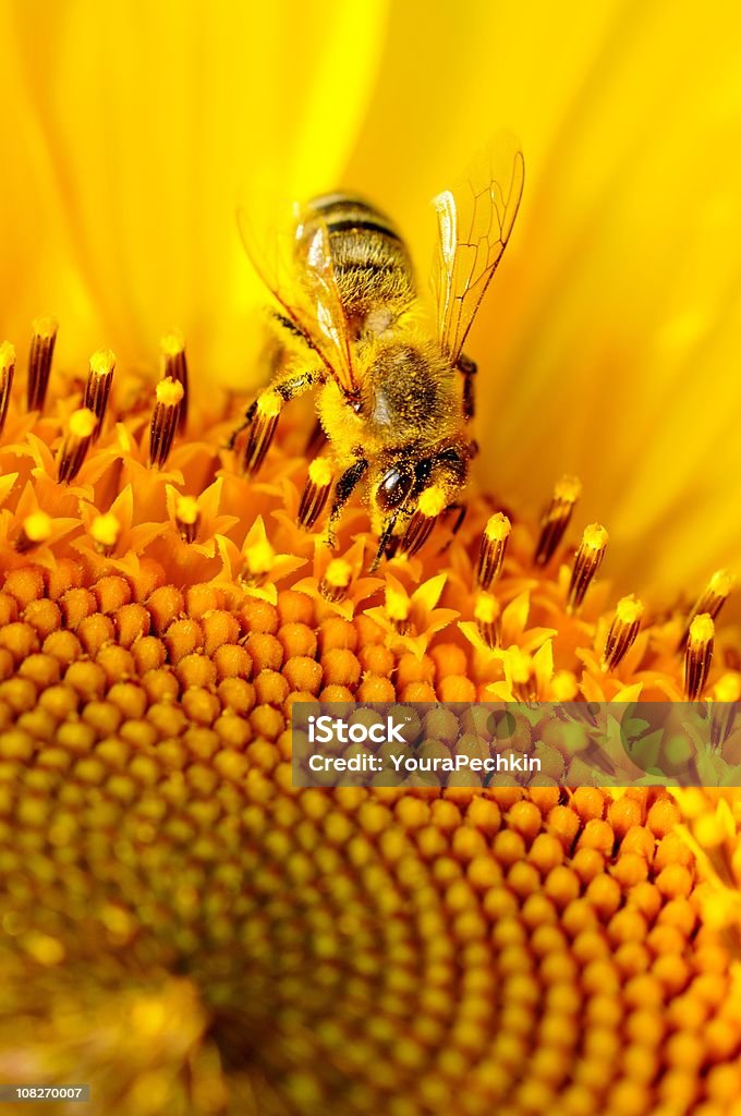 The honey bee  Bee Stock Photo