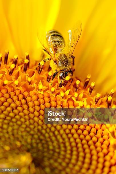 The Honey Bee Stock Photo - Download Image Now - Bee, Flower, Pollination