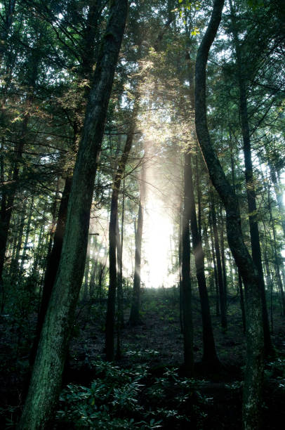 Rayo de sol en el bosque - foto de stock