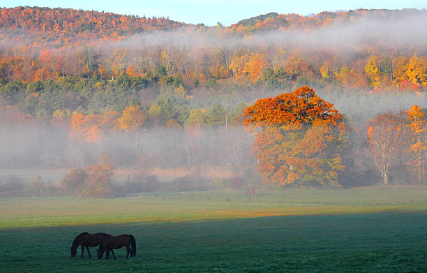 automne au berhires - berkshire hills photos et images de collection