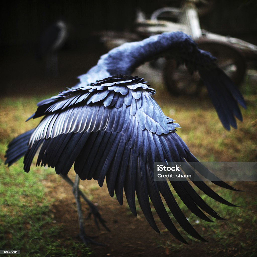 Marabù africano lo Stretching Wings Out - Foto stock royalty-free di Ala di animale