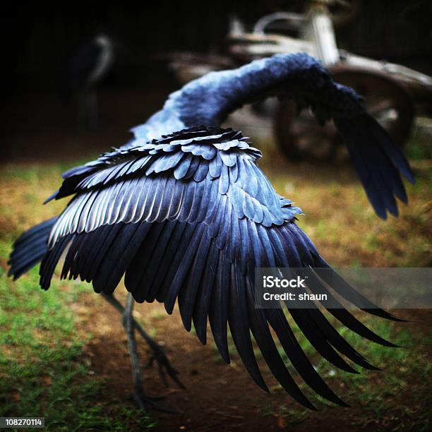 Marabù Africano Lo Stretching Wings Out - Fotografie stock e altre immagini di Ala di animale - Ala di animale, Ambientazione esterna, Animale selvatico