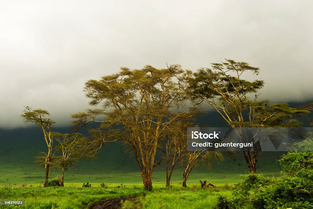 Fièvre arbres sous le ciel africain mystic dans le Cratère de N'Gorongoro - Photo de Forêt libre de droits