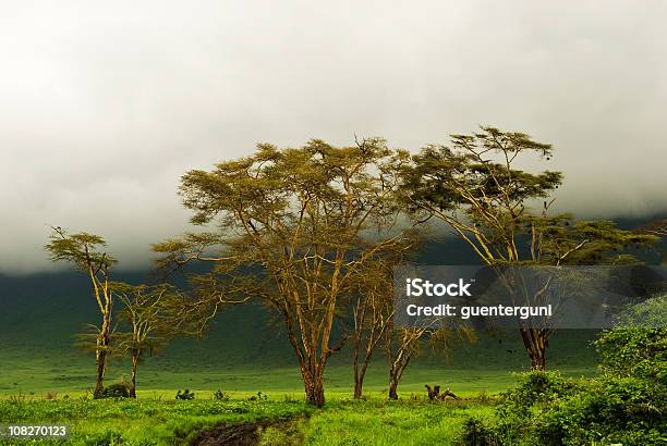 Photo libre de droit de Fièvre Arbres Sous Le Ciel Africain Mystic Dans Le Cratère De Ngorongoro banque d'images et plus d'images libres de droit de Forêt