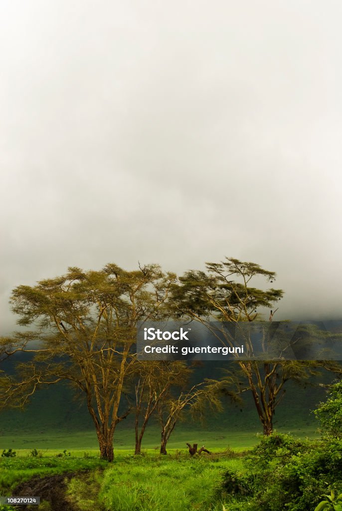 Fieber Bäume unter dem mystic afrikanischen Himmel in Ngorongorokrater - Lizenzfrei Afrika Stock-Foto