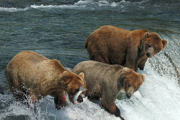 Photo of Three bears compete for catching salmon at waterfall