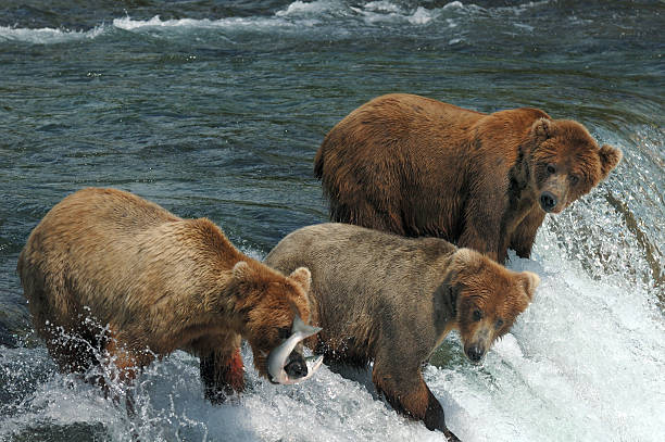 три медведя конкурировать за ловить лосось на водопад - katmai national park стоковые фото и изображения