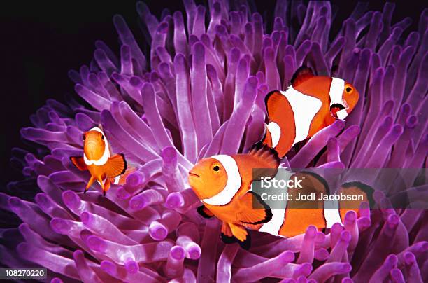 Photo libre de droit de Poisson Poissonclown Dactualité Deau Salée Amphiprion Ocellaris banque d'images et plus d'images libres de droit de Poisson