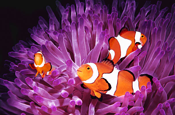 Fish: Topical saltwater, clownfish (Amphiprion Ocellaris)  animal colour stock pictures, royalty-free photos & images