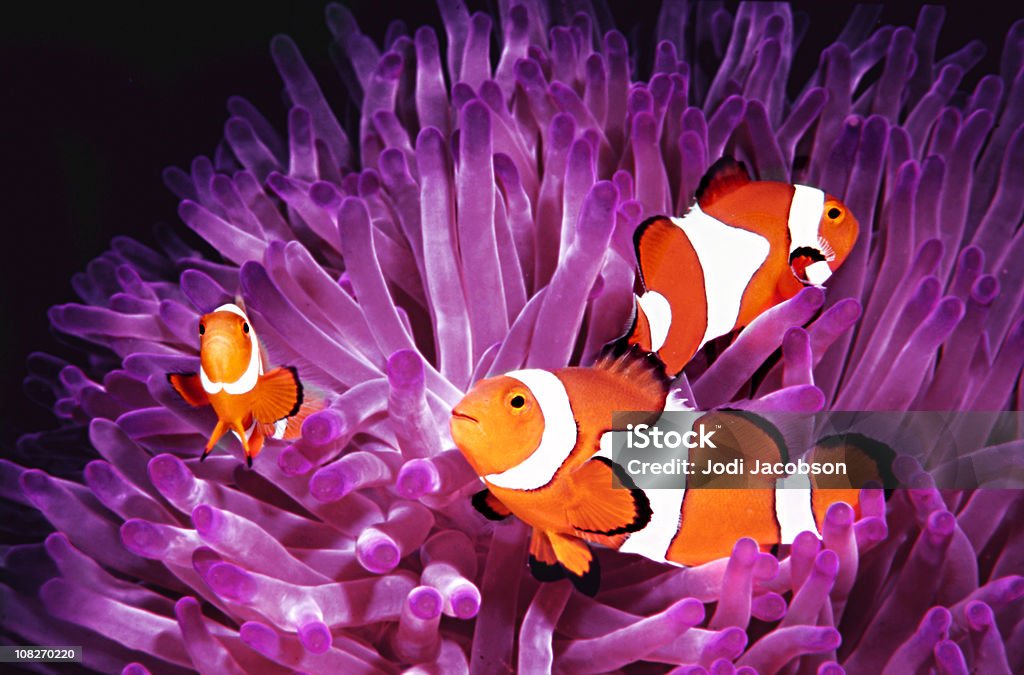 Peixe: Actuais de água salgada, (Amphiprion Ocellaris) Peixe-palhaço - Foto de stock de Peixe royalty-free