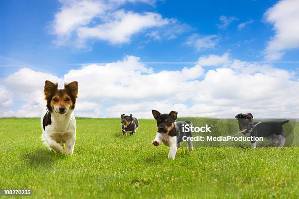 Photo libre de droit de Grillée Courir À Travers Champ Vert Contre Le Ciel Bleu banque d'images et plus d'images libres de droit de Chien