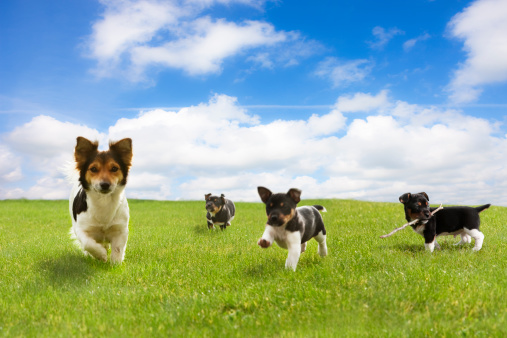 Puppies and their mom are in a field,, sunny day,, main colors green and blue. Dog breed is Jack Russell Terrier